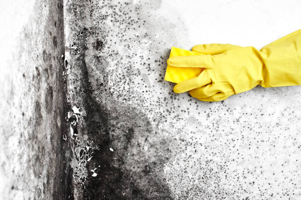 Best Fast Mold Removal  in Sullivan, MO