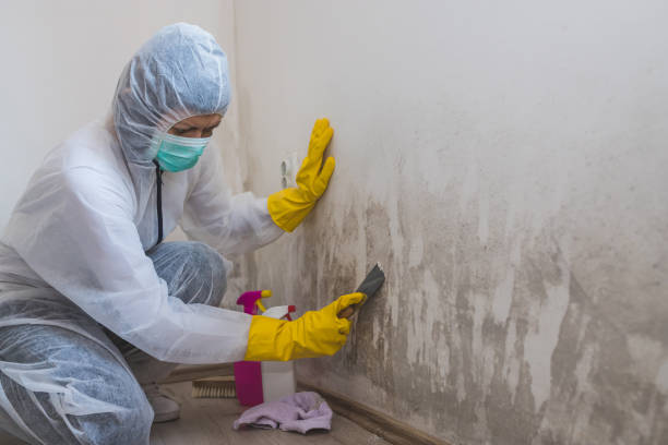 Best Certified Mold Removal  in Sullivan, MO
