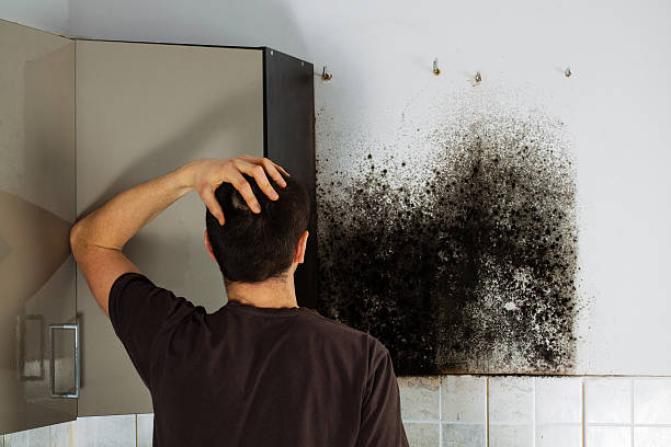 Trusted Sullivan, MO Mold Removal Experts